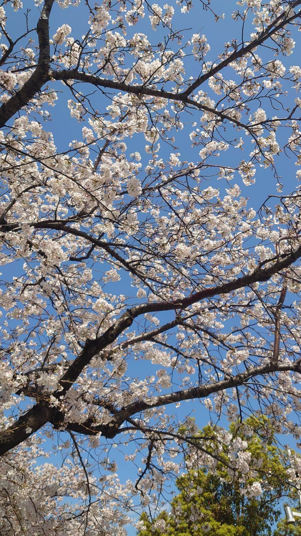 yokohama sakura (1)