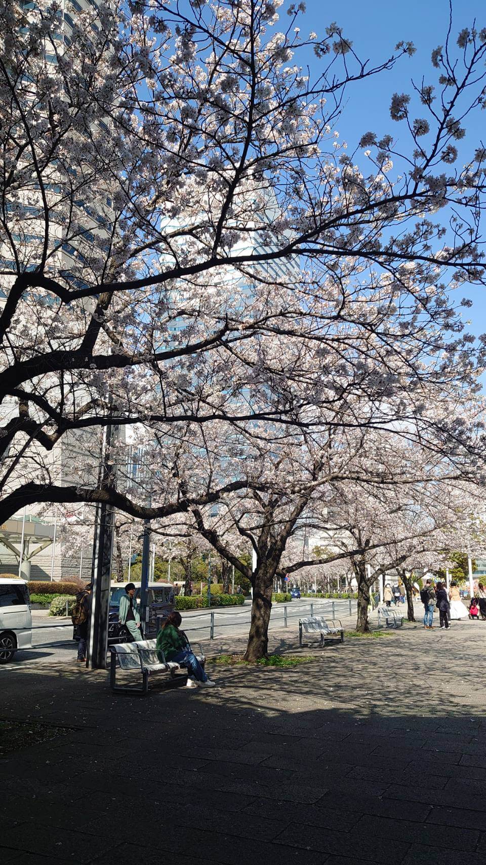 yokohama sakura (2)