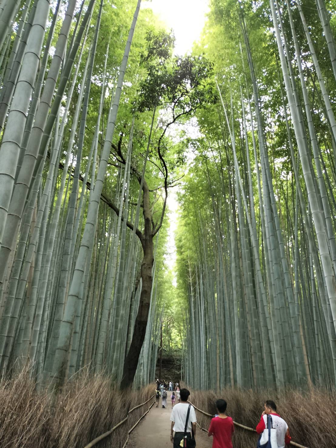 Kyoto (2)